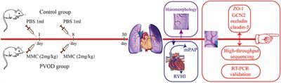 Differential Expression Profile of microRNAs and Tight Junction in the Lung Tissues of Rat With Mitomycin-C-Induced Pulmonary Veno-Occlusive Disease